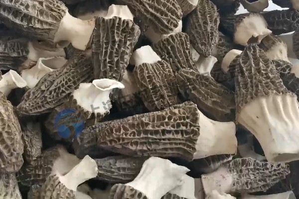 羊肚菌凍干：食用菌凍干技術原理流程